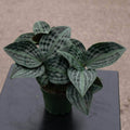 Gabriella Plants Other 4" Geogenanthus poeppigii