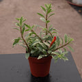 Gabriella Plants Epiphyte 4" Goldfish Columnea hirta ‘Light Prince’