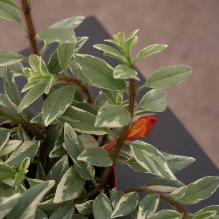 Gabriella Plants Epiphyte 4" Goldfish Columnea hirta ‘Light Prince’