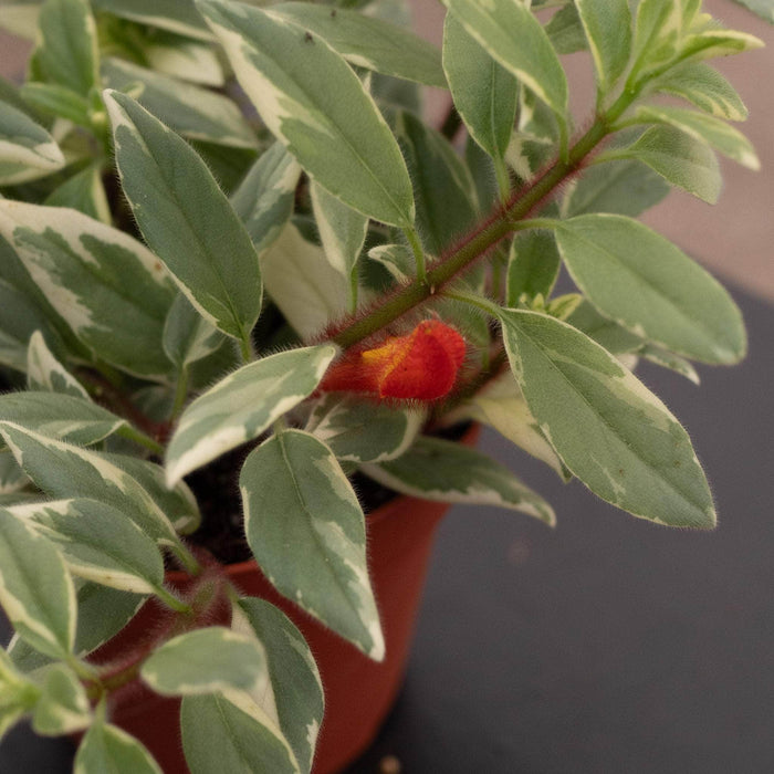 Gabriella Plants Epiphyte 4" Goldfish Columnea hirta ‘Light Prince’
