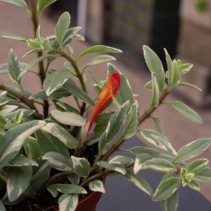 Gabriella Plants Epiphyte 4" Goldfish Columnea hirta ‘Light Prince’