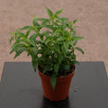 Gabriella Plants Indoor & Outdoor Plants 4" Goldfish Columnea hirta