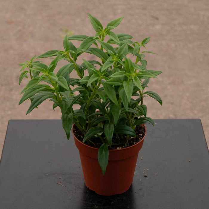 Gabriella Plants Indoor & Outdoor Plants 4" Goldfish Columnea hirta