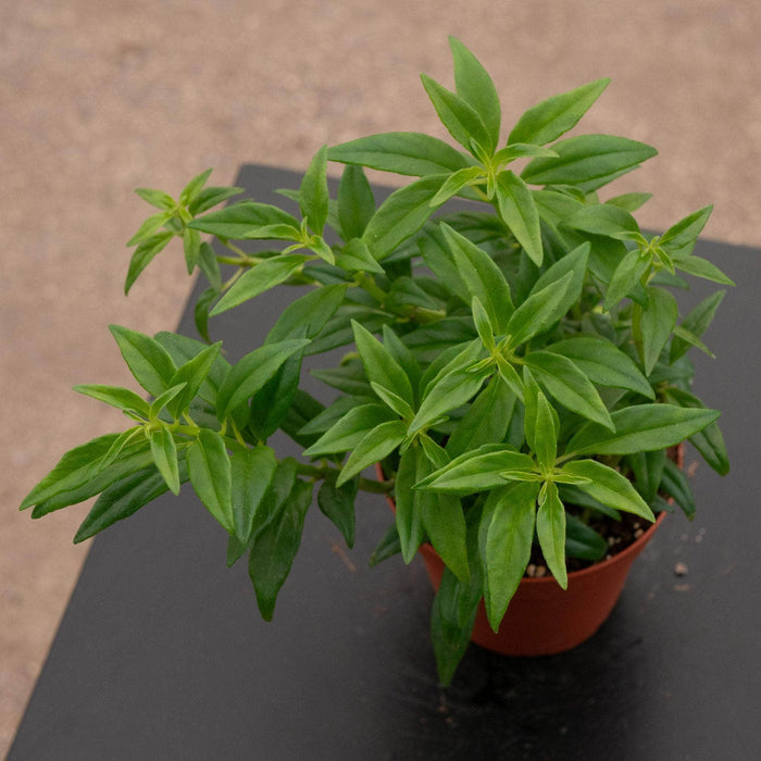 Gabriella Plants Indoor & Outdoor Plants 4" Goldfish Columnea hirta