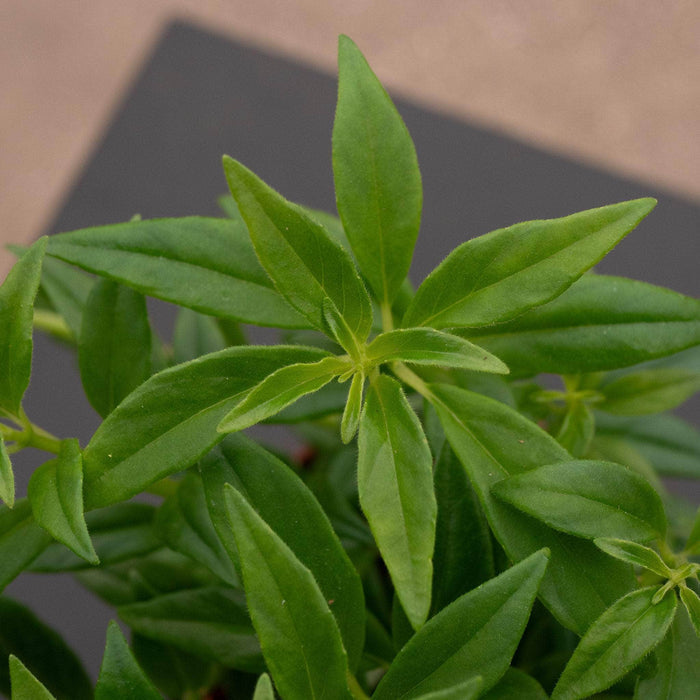 Gabriella Plants Indoor & Outdoor Plants 4" Goldfish Columnea hirta