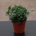 Gabriella Plants Gesneriad 4" Goldfish Nematanthus 'Castanet'