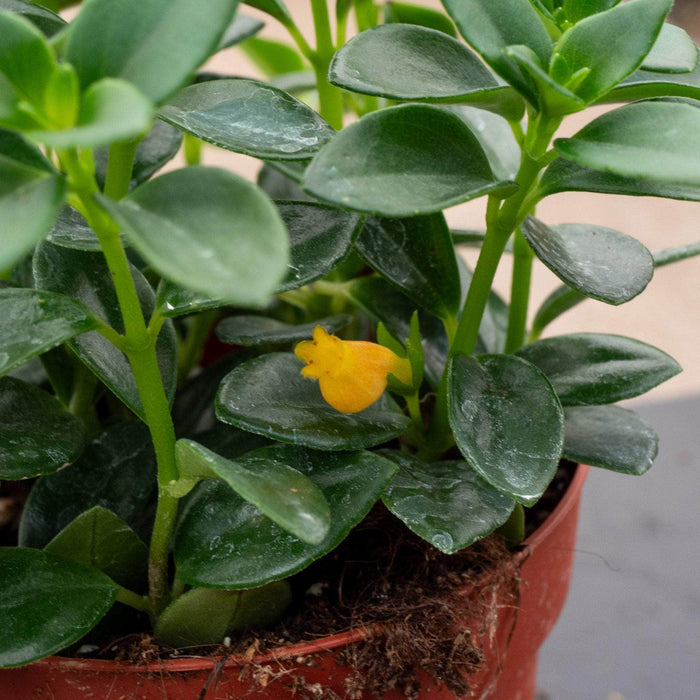 Gabriella Plants Gesneriad 4" Goldfish Nematanthus 'Castanet'