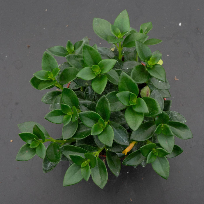 Gabriella Plants Gesneriad 4" Goldfish Nematanthus 'Castanet'