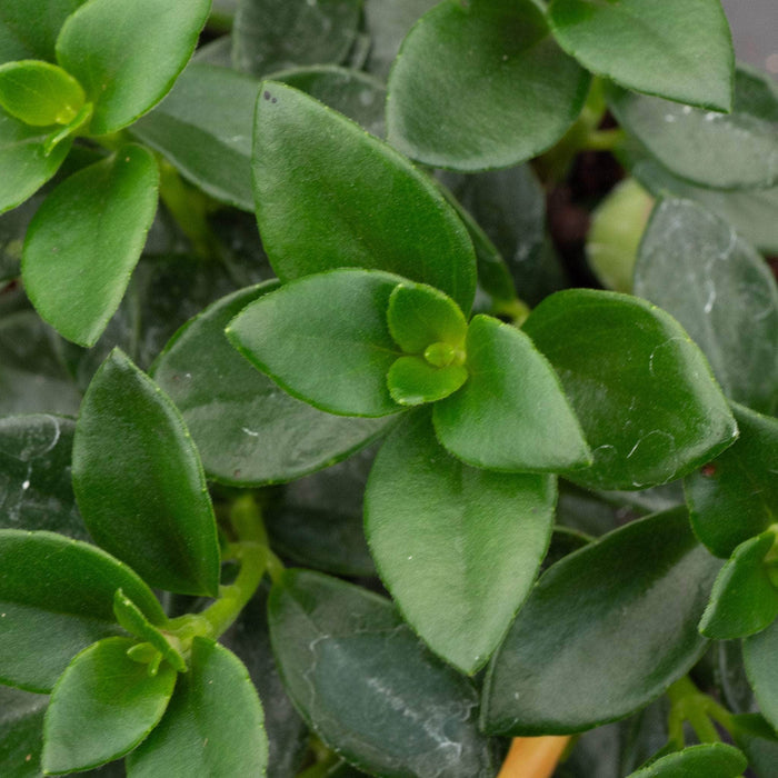 Gabriella Plants Gesneriad 4" Goldfish Nematanthus 'Castanet'