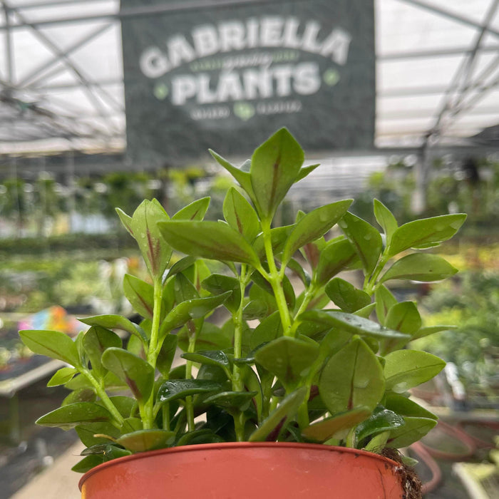 Gabriella Plants Gesneriad 4" Goldfish Nematanthus 'Castanet'