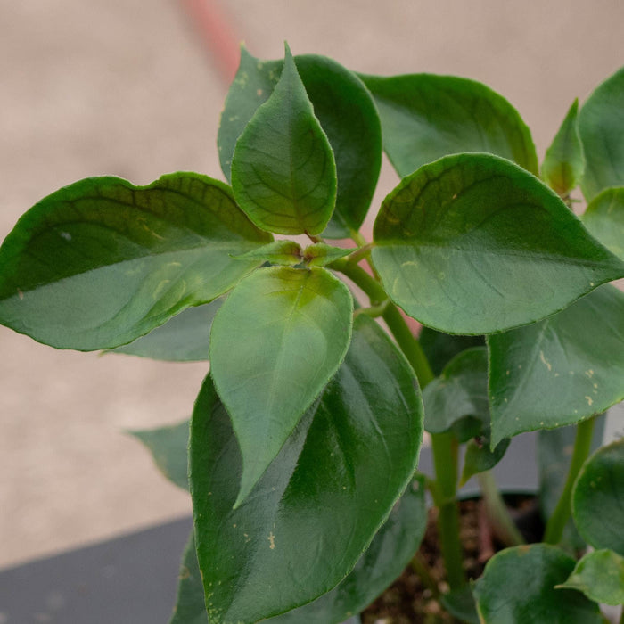 Gabriella Plants Epiphyte Goldfish Nematanthus 'Champagne Jam'