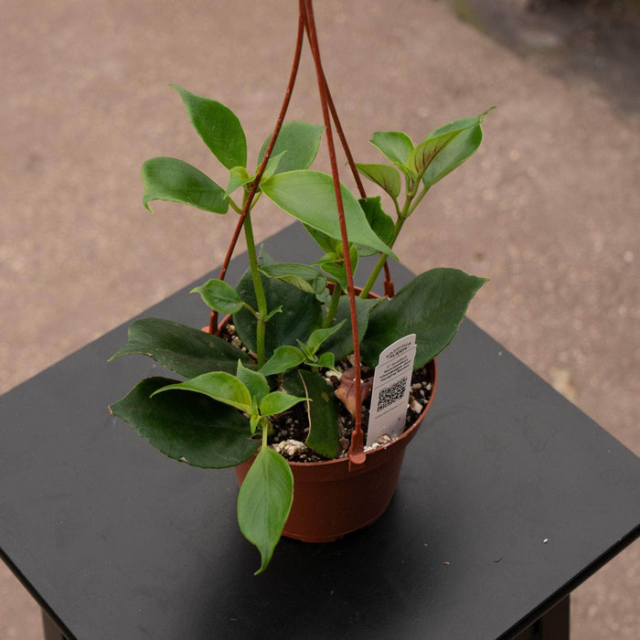 Gabriella Plants Epiphyte 5" Goldfish Nematanthus 'Champagne Jam' Hanging Basket