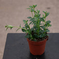 Gabriella Plants Other 4" Goldfish Nematanthus 'Mini Green'