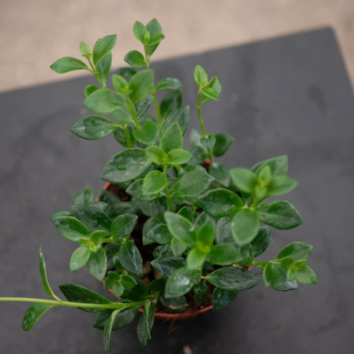 Gabriella Plants Other 4" Goldfish Nematanthus 'Mini Green'