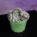 Gabriella Plants Haworthia 4" Haworthia cooperi var. pilifera "Purple"