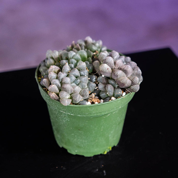 Gabriella Plants Haworthia 4" Haworthia cooperi var. pilifera "Purple"