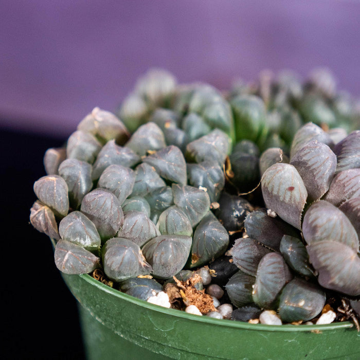 Gabriella Plants Haworthia 4" Haworthia cooperi var. pilifera "Purple"