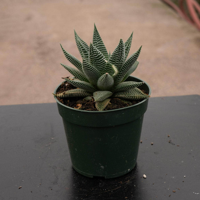 Gabriella Plants Haworthia 4" Haworthia 'Miami'