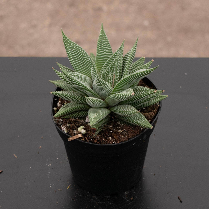 Gabriella Plants Haworthia 4" Haworthia 'Miami'