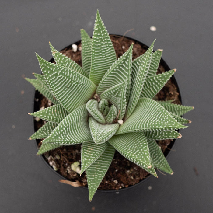 Gabriella Plants Haworthia 4" Haworthia 'Miami'