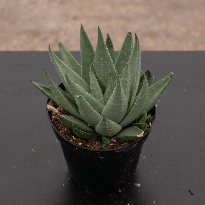 Gabriella Plants Succulent/Cactus 4" Haworthia 'Savanna'