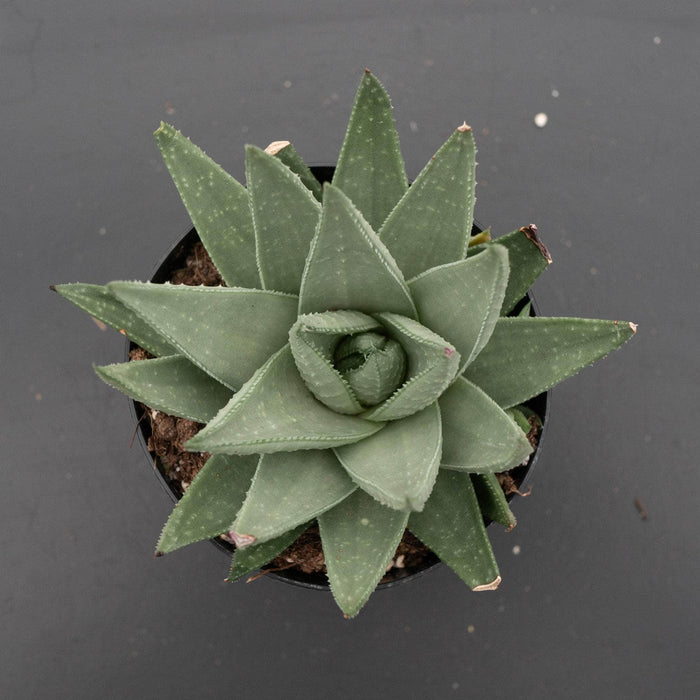 Gabriella Plants Succulent/Cactus 4" Haworthia 'Savanna'