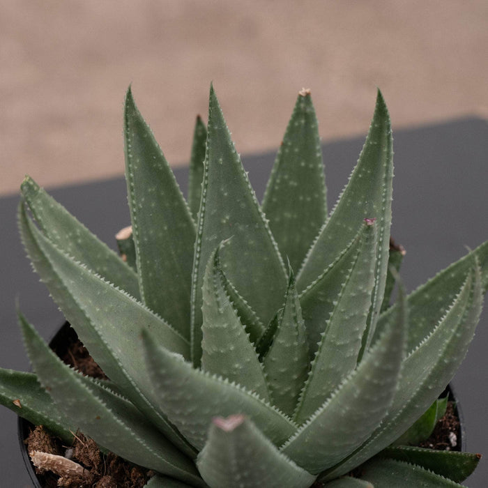 Gabriella Plants Succulent/Cactus 4" Haworthia 'Savanna'
