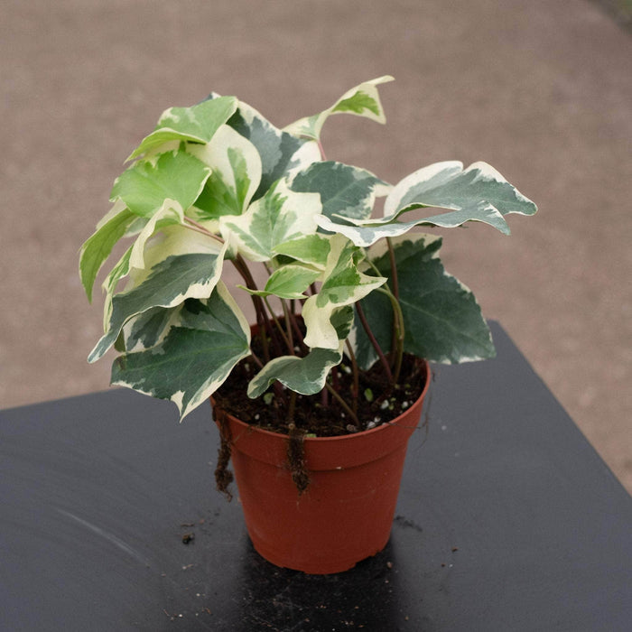 Gabriella Plants English Ivy 4" Hedera algeriensis 'Gloire de Marengo'