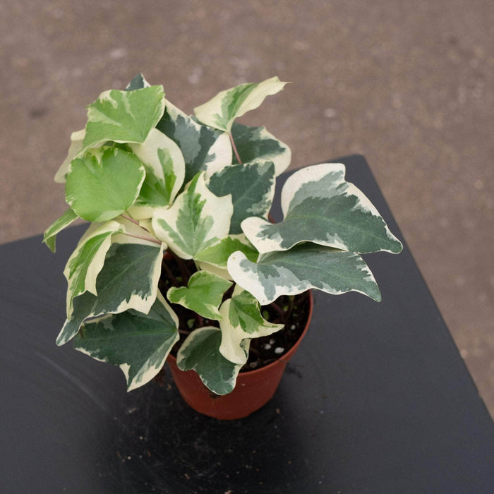 Gabriella Plants English Ivy 4" Hedera algeriensis 'Gloire de Marengo'