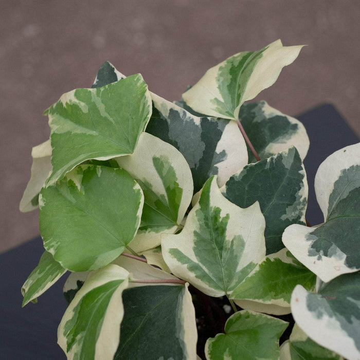Gabriella Plants English Ivy 4" Hedera algeriensis 'Gloire de Marengo'