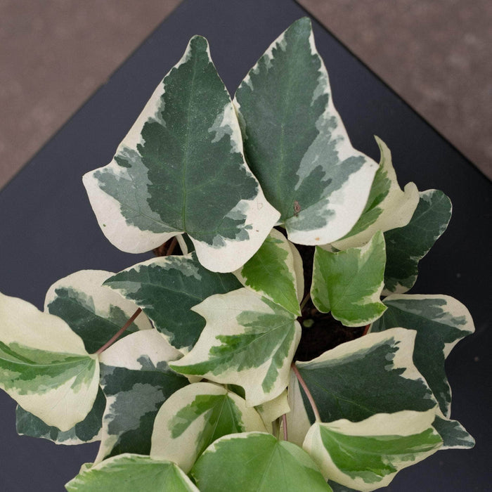 Gabriella Plants English Ivy 4" Hedera algeriensis 'Gloire de Marengo'