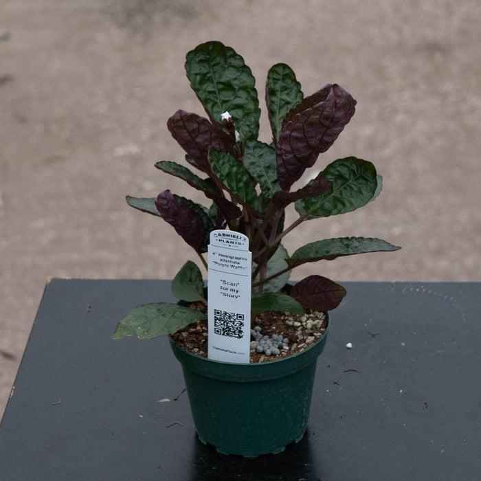 Gabriella Plants Other 4" Hemigraphis alternata "Purple Waffle"