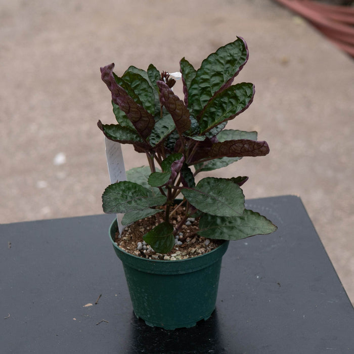 Gabriella Plants Other 4" Hemigraphis alternata "Purple Waffle"