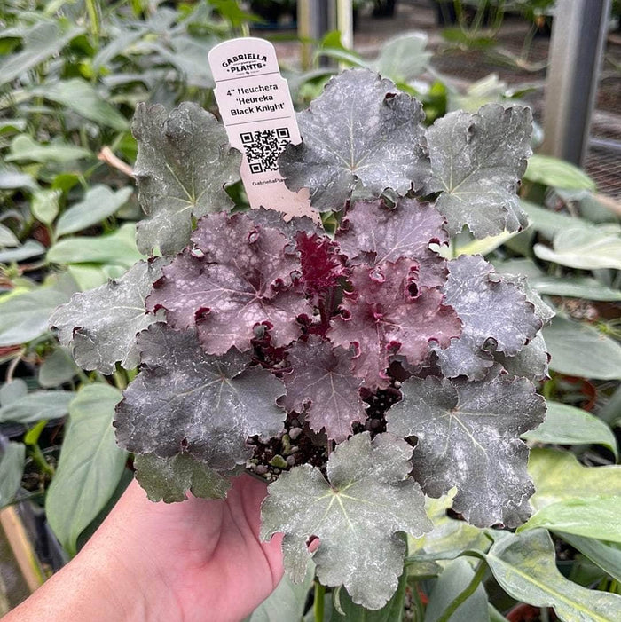 Gabriella Plants Heuchera 4" Heuchera 'Heureka Black Knight'