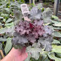Gabriella Plants Heuchera 4" Heuchera 'Heureka Black Knight'