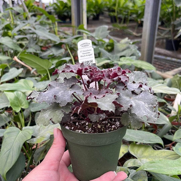Gabriella Plants Heuchera 4" Heuchera 'Heureka Black Knight'