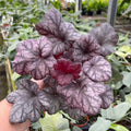 Gabriella Plants Heuchera 4" Heuchera 'Lucid Dreams Mysterious'