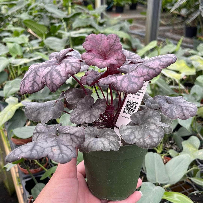 Gabriella Plants Heuchera 4" Heuchera 'Lucid Dreams Mysterious'