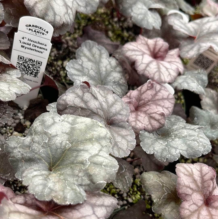 Gabriella Plants 4" Heuchera 'Lucid Dreams Mysterious'