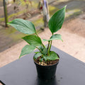 Gabriella Plants Other 4" Homalomena 'Emerald Gem'