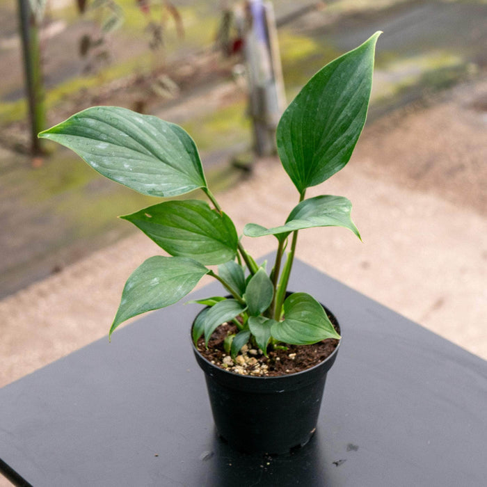 Gabriella Plants Other 4" Homalomena 'Emerald Gem'