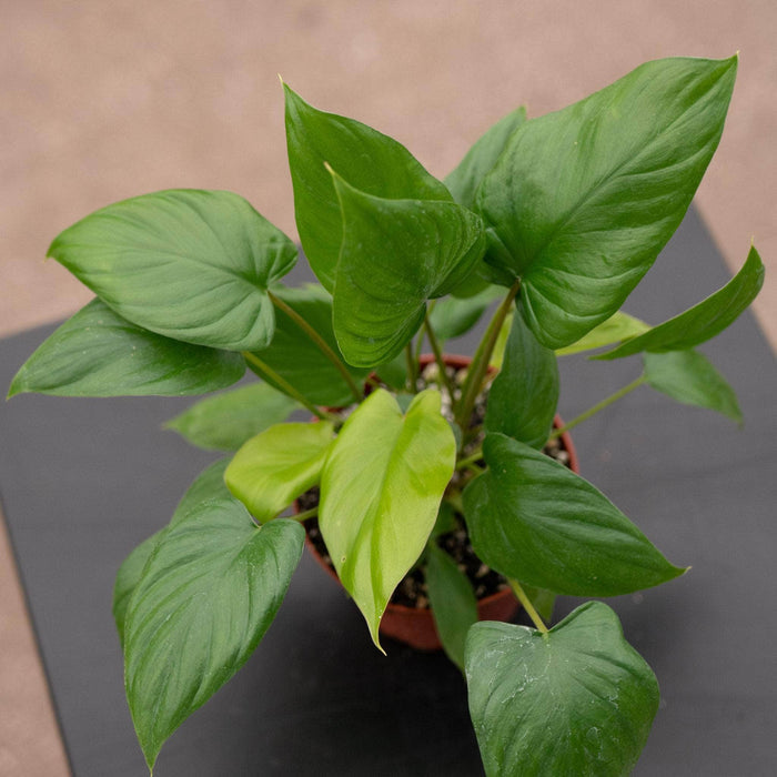 Gabriella Plants Homalomena 4" Homalomena rubescens