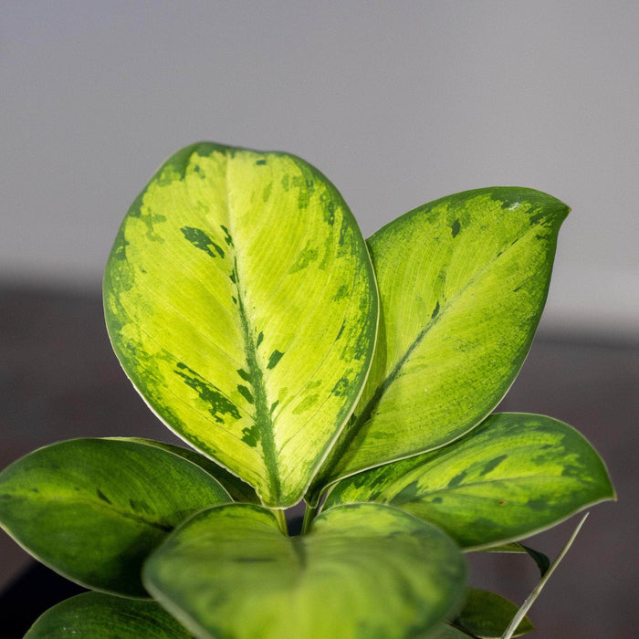 Gabriella Plants Other 4" Homalomena 'Selby'