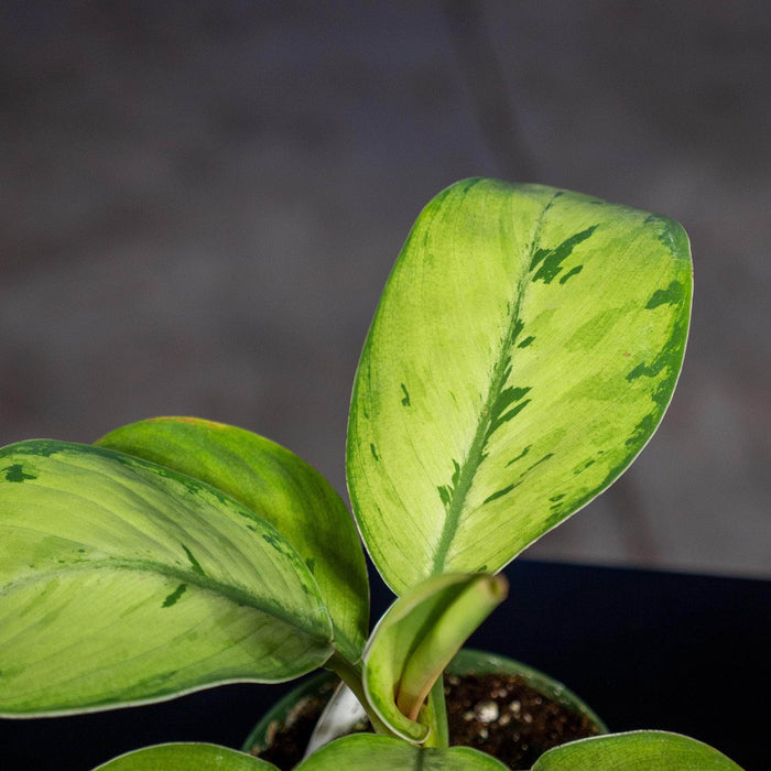 Gabriella Plants Other 4" Homalomena 'Selby'