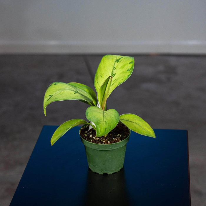 Gabriella Plants Other 4" Homalomena 'Selby'