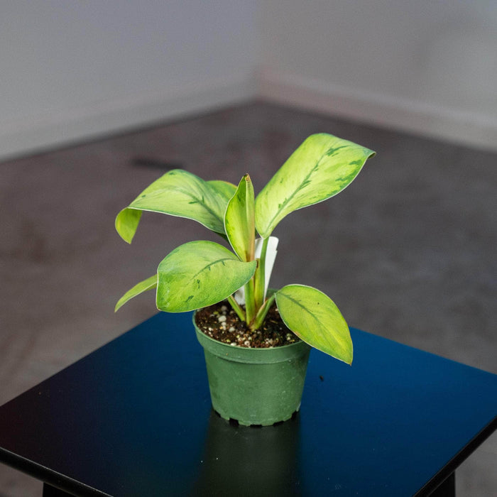 Gabriella Plants Other 4" Homalomena 'Selby'