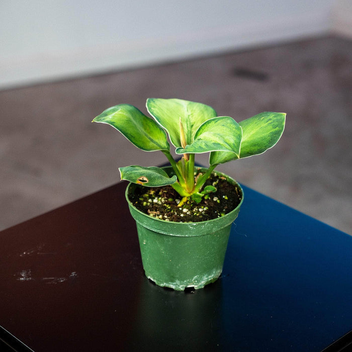 Gabriella Plants Other 4" Homalomena 'Selby'