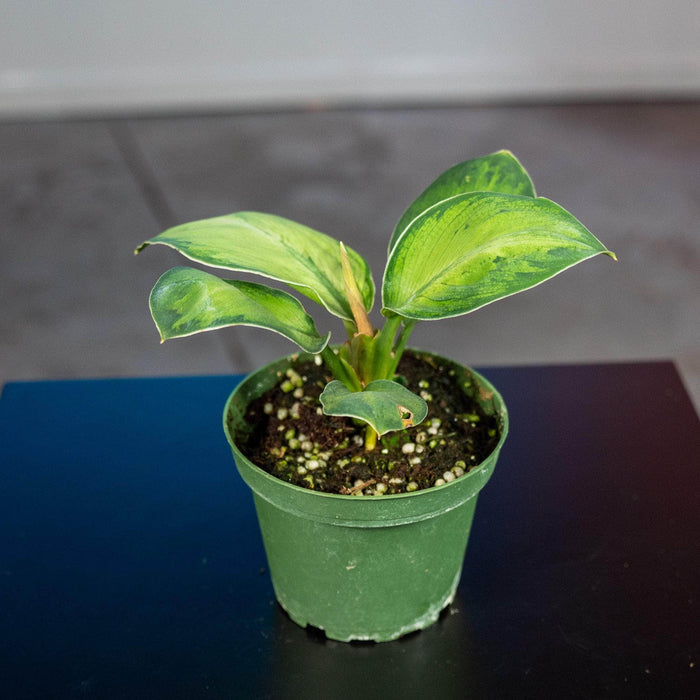 Gabriella Plants Other 4" Homalomena 'Selby'