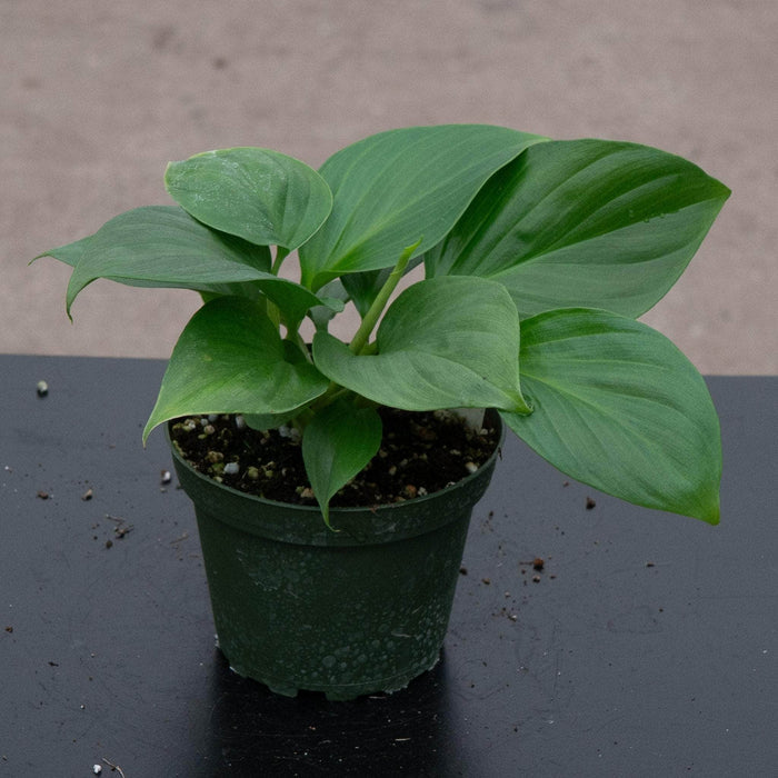 Gabriella Plants Indoor & Outdoor Plants 4" Homalomena 'Sunshine Gem'