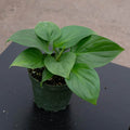 Gabriella Plants Indoor & Outdoor Plants 4" Homalomena 'Sunshine Gem'